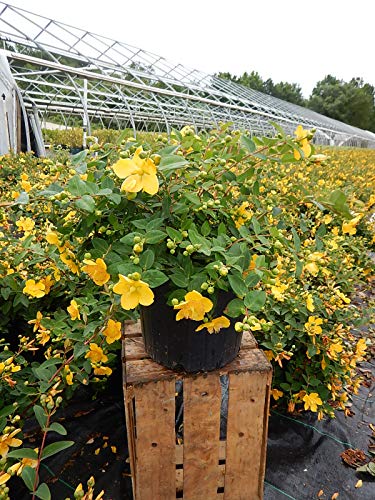 Hidcote St. John's Wort blooming in nursery