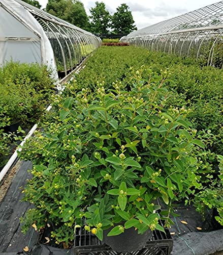 Hidcote St. John's Wort in nursery