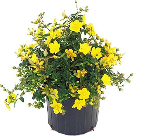 Hidcote St. John's Wort in pot