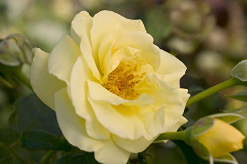 High Voltage Shrub Rose flower close up