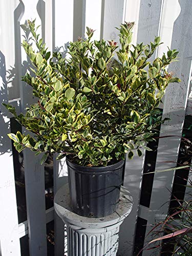 Honey Maid Holly foliage detail highlighting creamy variegation and texture