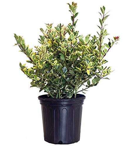 Honey Maid Holly plant in container showing overall pyramidal shape and variegated foliage