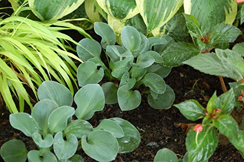 Hosta Blue Mouse Ears