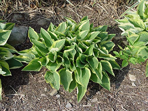 Hosta Frances Williams