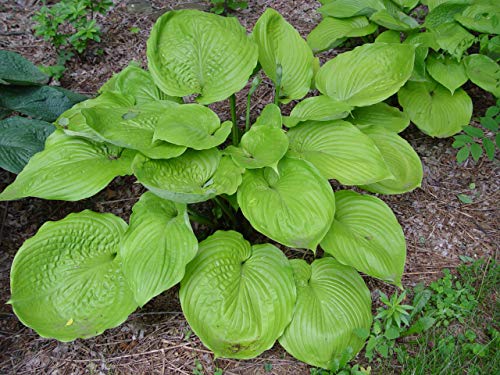 Hosta Sum & Substance