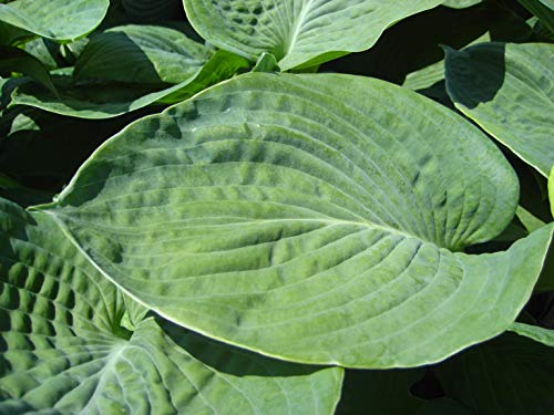 Hosta sieboldiana Elegans