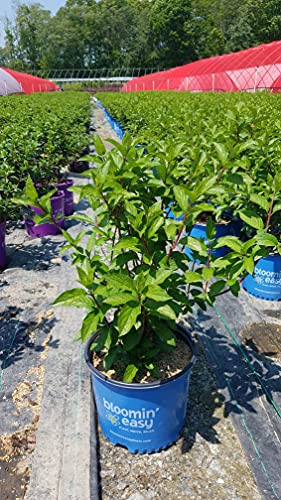 Hydrangea Candelabra panicle shrub with white flowers in nursery container