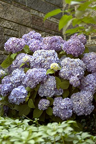 Hydrangea blooms against green foliage