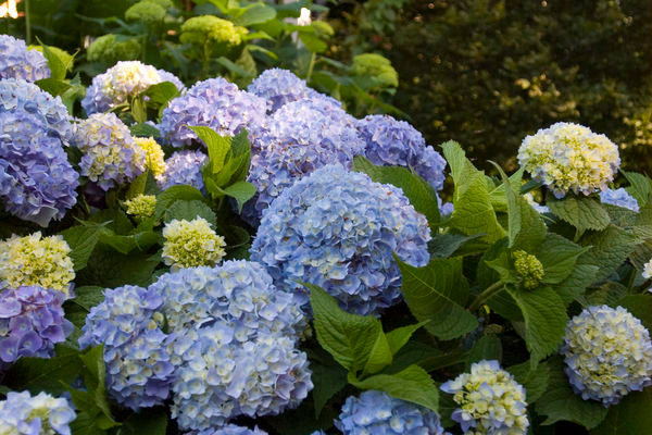 Hydrangea bush with multiple flower heads and leaves