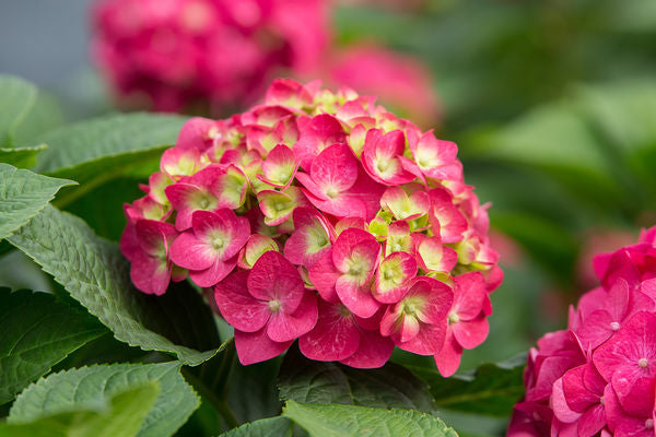 Hydrangea mac. Endless Summer® Summer Crush™