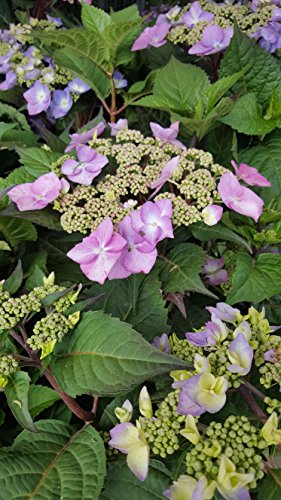 Hydrangea mac. Endless Summer® Twist-N-Shout®