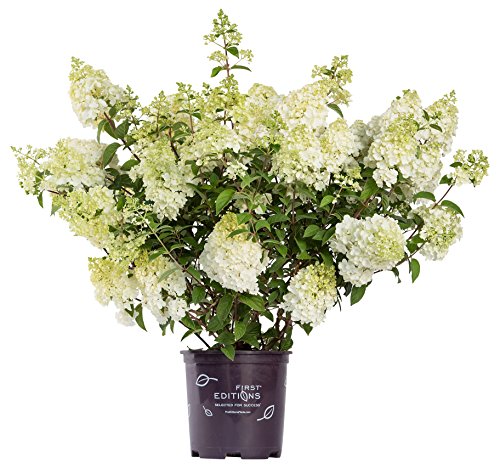 Hydrangea pan. Strawberry Sundae®
