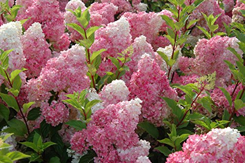 Hydrangea paniculata Strawberry Sundae® blooms with deeper pink tips against green leaves