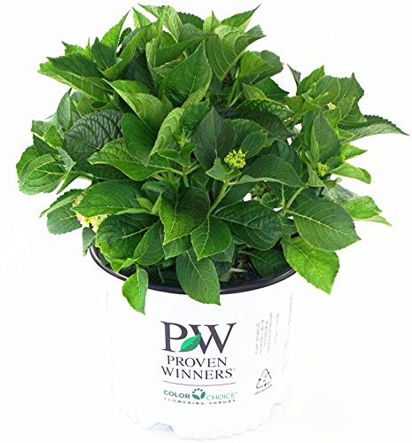 Hydrangea plant with buds and leaves