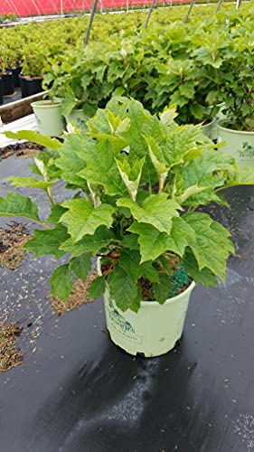 Hydrangea quercifolia Alice
