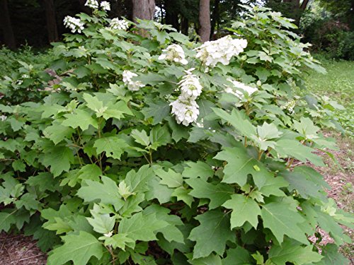 Hydrangea quercifolia Snow Queen™