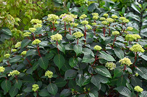 Hydrangea shrub showing a mix of fully open and partially open mophead flower clusters