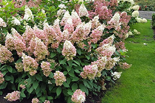 Hydrangea shrub showing flowers transitioning from white to red