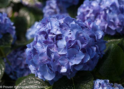 Hydrangea with rich blue flowers