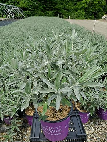 Iceberg Alley® Sageleaf Willow live plant in #2 container showing silvery-green foliage