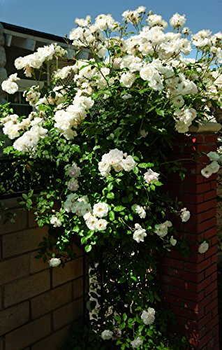 Iceberg rose bush showing glossy green leaves and white blossoms