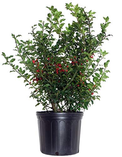 Ilex X meserveae Blue Princess