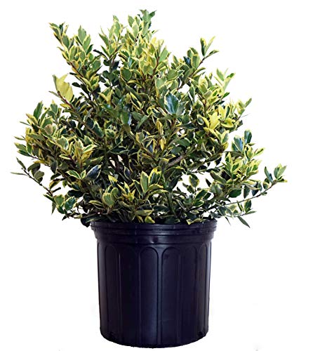 Ilex X meserveae Honey Maid