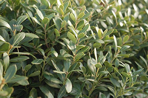 Ilex glabra Densa shrub close-up showing dark green foliage