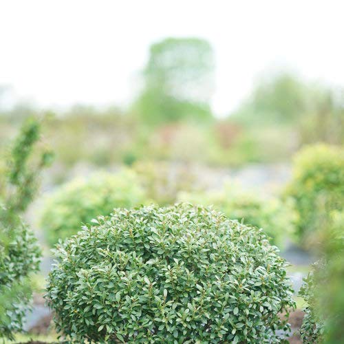 Ilex glabra Strongbox®