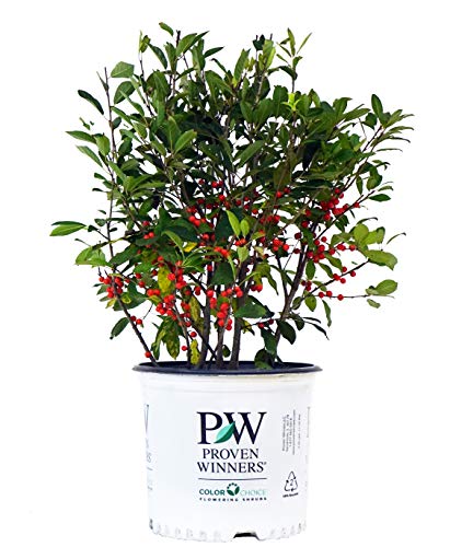 Ilex verticillata Berry Heavy®