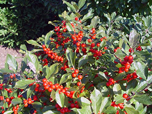 Ilex verticillata Red Sprite shrub side view with dense berry clusters