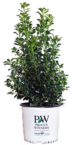 Ilex x meserveae Castle Spire®