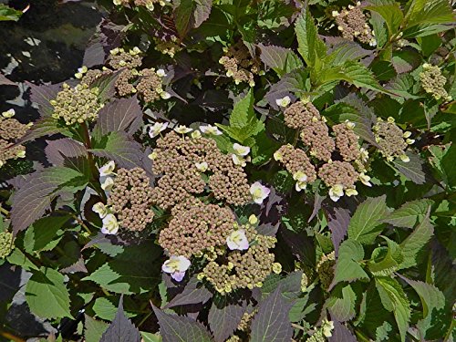 Image showing Tuff Stuff™ Reblooming Mountain Hydrangea from another angle or close‑up of foliage/buds