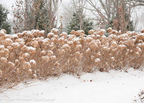Incrediball® Hydrangea covered in snow