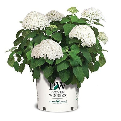 Incrediball® Hydrangea in branded pot