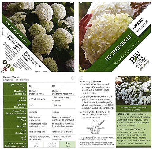 Incrediball® Hydrangea plant facts