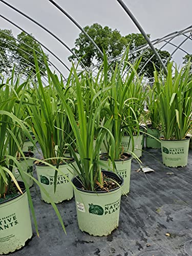 Iris versicolor