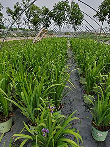 Iris versicolor flowers in early summer with deep blue petals and delicate veining patterns