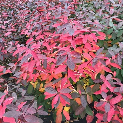 Itea virginica Scentlandia Sweetspire shrub full view