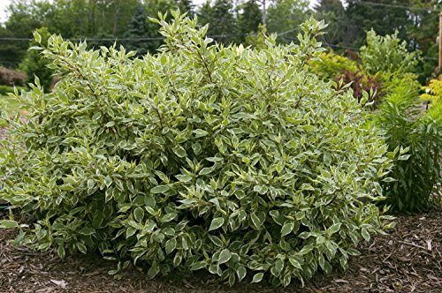 Ivory Halo Dogwood full grown in landscape