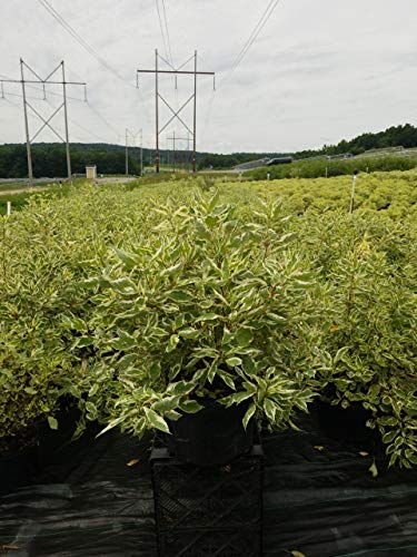 Ivory Halo Dogwood in nursery