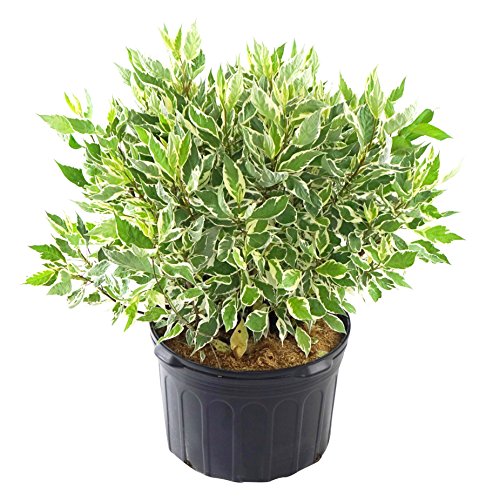 Ivory Halo Dogwood in pot