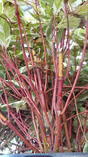 Ivory Halo Dogwood showing red twigs