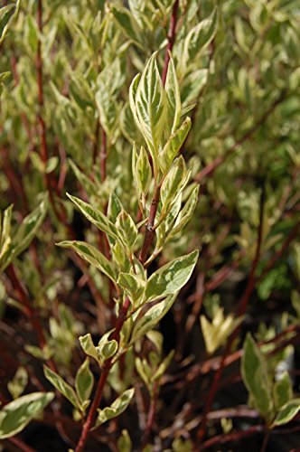 Ivory Halo Dogwood showing variegated leaves