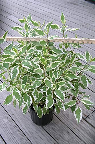 Ivory Halo Dogwood shrub measurement