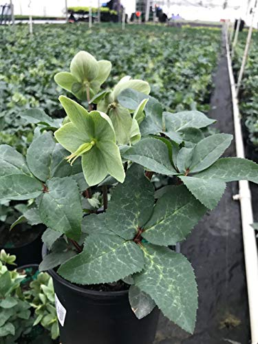 Ivory Prince Christmas Rose green blooms