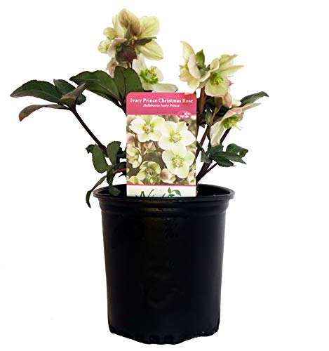 Ivory Prince Christmas Rose inpot with plant tag
