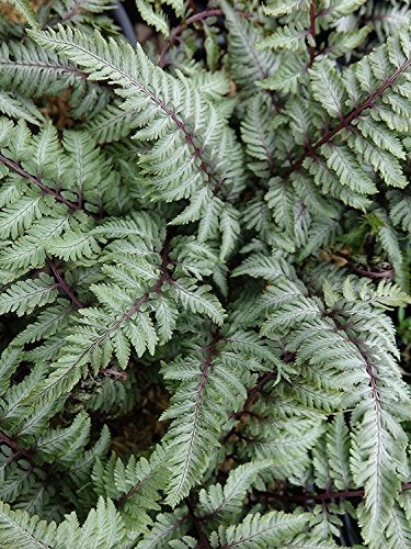 Japanese Painted Fern dark green foliage