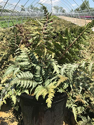 Japanese Painted Fern dark green leaves