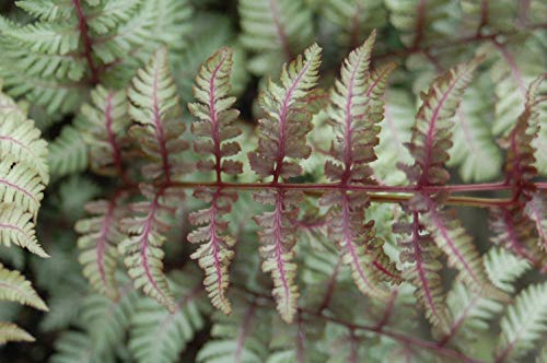 Japanese Painted Fern foliage close up